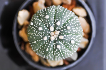 cactus in the flower pot or Astrophytum