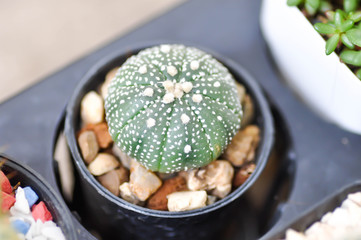 cactus in the flower pot or Astrophytum