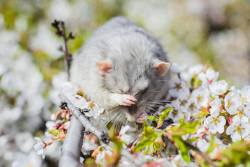fancy rat in spring cherry blossom, Chinese New year 2020