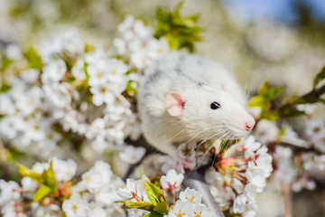 fancy rat in spring cherry blossom, Chinese New year 2020