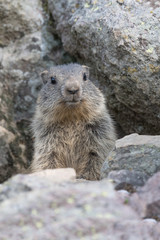 Alpine marmot near his burrow (Marmota marmota)