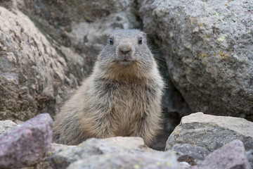 Naklejka na ściany i meble Alpine marmot near his burrow (Marmota marmota)