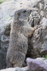 Alpine marmot near his burrow (Marmota marmota)