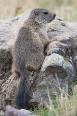 Alpine marmot near his burrow (Marmota marmota)
