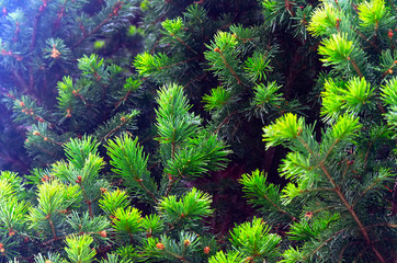 Fresh Bright Green Tips of Spruce Tree Branches. Christmas Tree Seasonal Background.