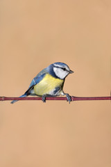 Obraz premium Modraszka zwyczajna (Cyanistes caeruleus)