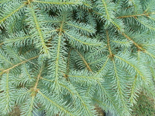  Coniferous background for design