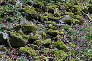 《十二湖の紅葉》青森県深浦町
