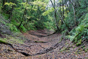 《十二湖の紅葉》青森県深浦町