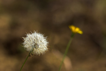 dandelion seeds with flower blurred in the background