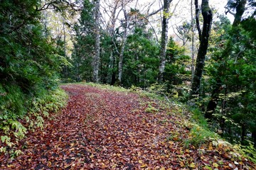 《十二湖の紅葉》青森県深浦町