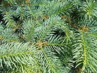  Coniferous background for design