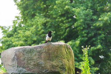 Beautiful Eurasian or European magpie, Common magpie bird perching on a stone.