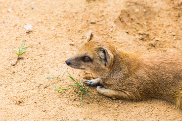 Funny small yellow mongoose stands on sandy clay soil. Concept of animals at the zoo. Life in captivity.