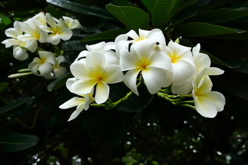 Fototapeta na wymiar Closeup white plumeria flowers blooming in garden, selective focus