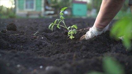 Tomato seedlings in peat pots prepared for planting. Plant a young tomato.