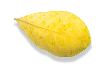 Green leave isolated on white background