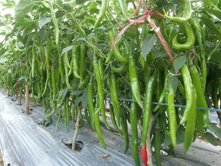 Green peppers are on the plot waiting to be collected for sale.