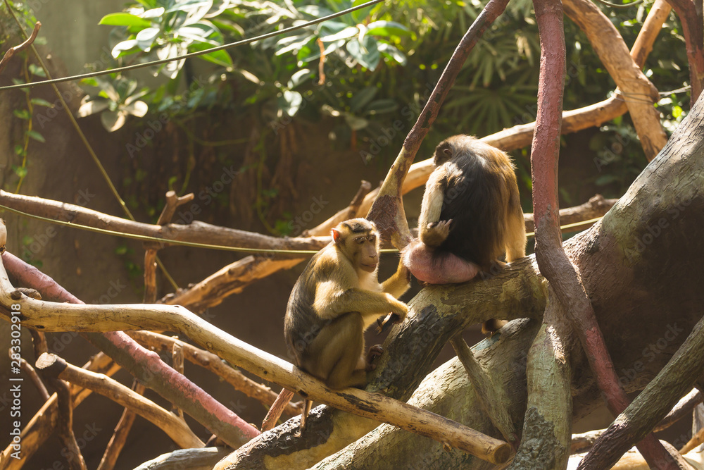 Wall mural funny bored monkeys sitting on the branches of a spreading tree and bored on a sunny warm summer day