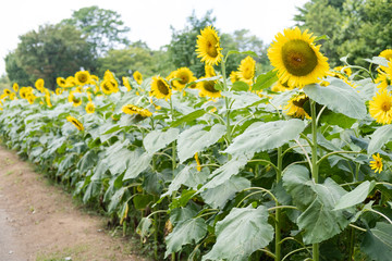 sunflower field of sunflowers