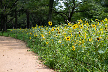 sunflower field of sunflowers