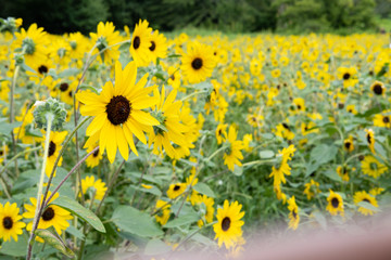 sunflower field of sunflowers
