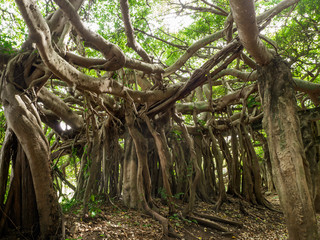 The old of banyan tree