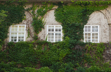Fototapeta na wymiar Windows and ivy in The Graz Castle courtyard, former imperial residence, in Graz, Styria region, Austria