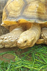 Naklejka premium 亀