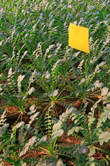 Yellow plate insecticidal in a greenhouse