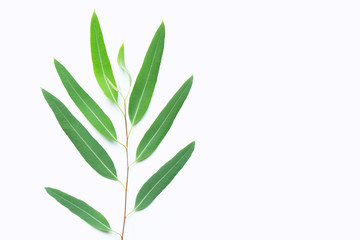 Fototapeta premium Green eucalyptus branch on white background