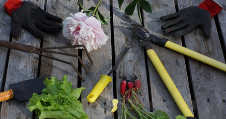 Garden tools and harvest on a wooden background on a summer day in the village