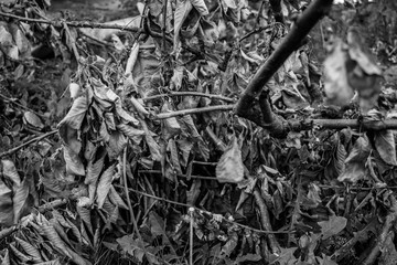 Black and white photographs, countryside view, grapes, leaves, flowerpot.