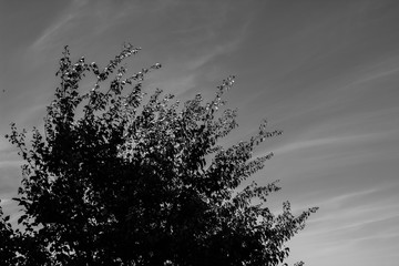Black and white photographs, countryside view, grapes, leaves, flowerpot.