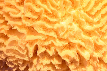 Coral texture