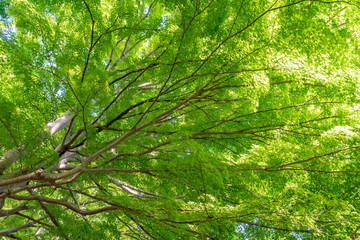 Fototapeta premium 楓 新緑