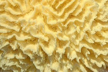 Coral texture
