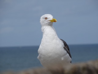 Goeland