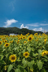 Obraz premium 兵庫県 ひまわりと夏の原風景