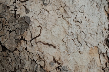 Wood texture for design