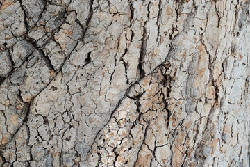 Wood texture for design