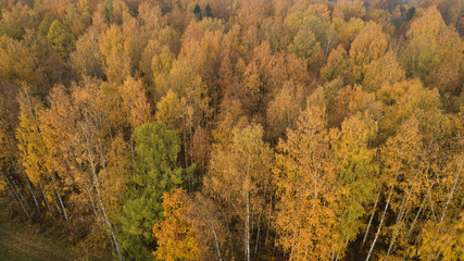Aerial view of autumn yellow forest with mixed trees