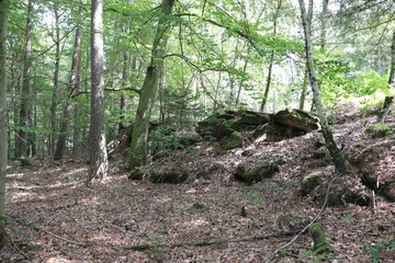 Burgruinen auf dem drei Burgen Rundweg in Erfenstein