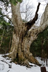 《十二湖の四季》青森県深浦町