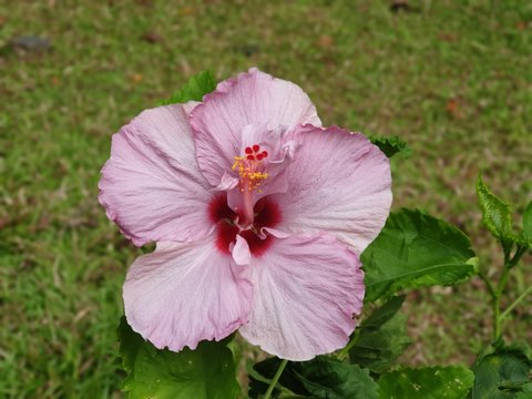 Pink Shoeflower in a garden.