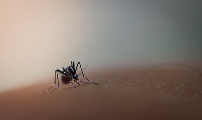 Mosquito sucking blood on human skin