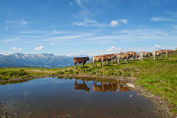 Brown mountain cows grazing on an alpine pasture i