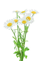 one chamomile or daisies with leaves isolated on white background