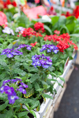 Fototapeta na wymiar blue flower and pot ready to sale at flower market in london