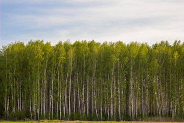 fresh bright green birch forest under a blue sky